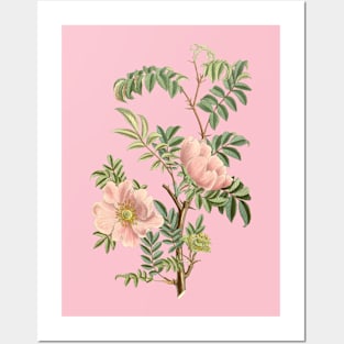 Wild Rose Flower Vintage Botanical Illustration Posters and Art